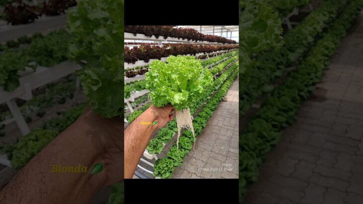 Summer lettuce cultivation 👀🥬 😍 #Hydroponics #NFT #system #Lettuce  #Muscut #Oman