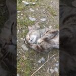 #cat #cute #cutecat #nft #memes #dnes mačacia streda