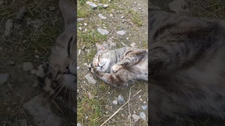 #cat #cute #cutecat #nft #memes #dnes mačacia streda