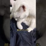 顔洗い#ネコ#ねこ#猫#白猫#cat#animals #闘病#インスリン#糖尿病