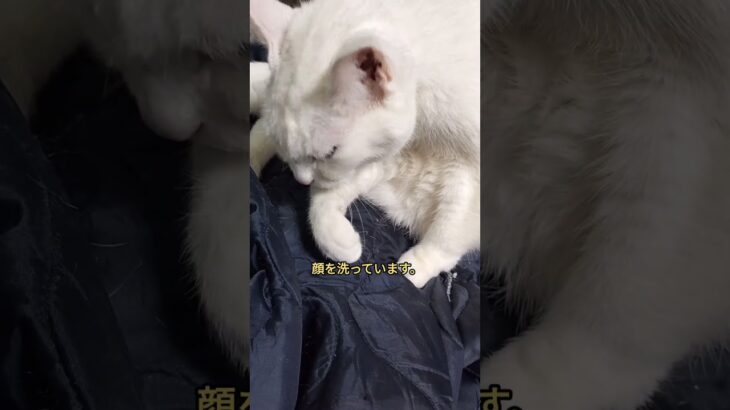 顔洗い#ネコ#ねこ#猫#白猫#cat#animals #闘病#インスリン#糖尿病