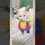 白猫大変身#白猫#ネコ#ねこ#猫#cat#animals #糖尿病#闘病#おもしろ #笑える