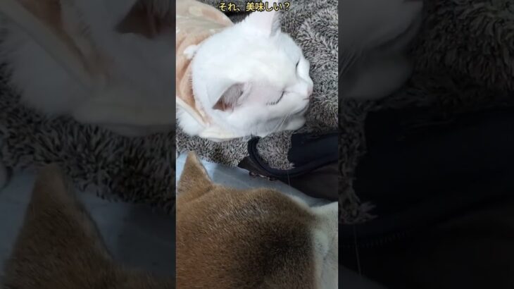 耳あか取り？#ネコ#cat#白猫#かわいい猫#かわいい#動物#糖尿病#治療中#animals