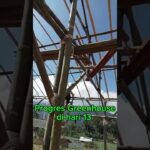 greenhouse progres setelah 13 hari #hidroponik #pupukcair #melon  #dft #nfl #nft