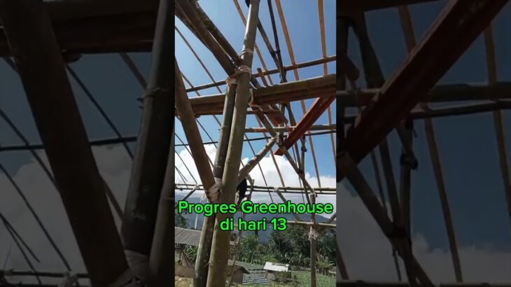 greenhouse progres setelah 13 hari #hidroponik #pupukcair #melon  #dft #nfl #nft