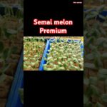 proses semai melon hidroponik #melonhidroponik #greenhouse #semai #petanimuda #nft #farming