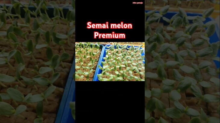 proses semai melon hidroponik #melonhidroponik #greenhouse #semai #petanimuda #nft #farming