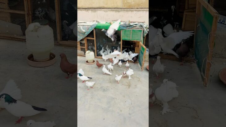 sensation birds #funny #pigeonhouse #pigeon #nft #viralshorts #firstvlog #selishortreels