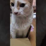 【猫の糖尿病】インスリン注射‼僕は平気だよ#shorts