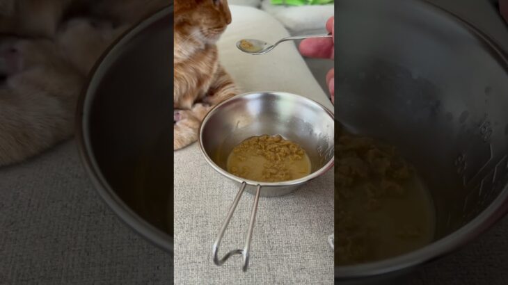 【ねこのロデム】糖尿病で食欲が無いロデムにスペシャルフードを作ってあげたけど…。#ねこのロデム #ねこのいる生活 #トカイナカで猫と暮らす #shorts