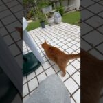 【ねこのロデム】糖尿病で本当に元気が無くなったロデムと庭散歩#ねこのロデム #ねこのいる生活 #トカイナカで猫と暮らす #shorts