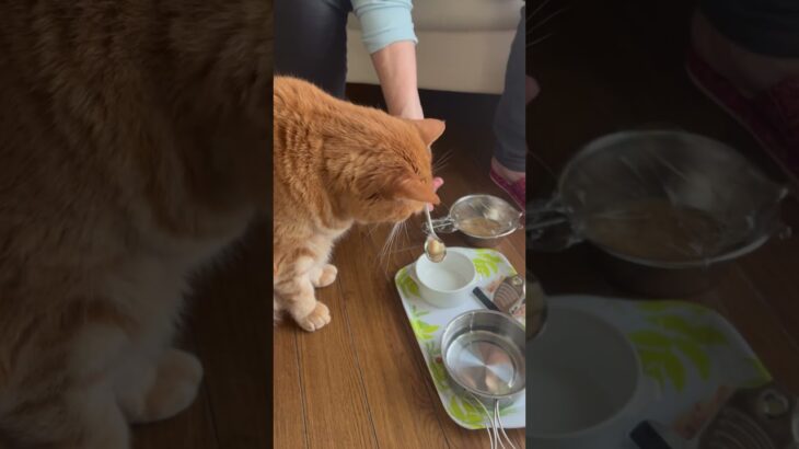 【ねこのロデム】糖尿病でほとんど食べなくなったロデムに色々食べれそうな物試すも、昨日嘔吐と下痢した。#ねこのロデム #ねこのいる生活 #トカイナカで猫と暮らす #shorts