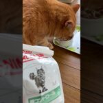 【ねこのロデム】糖尿病になったロデムに糖コントロールのご飯あげた。少し元気になったかな？#ねこのロデム #ねこのいる生活 #トカイナカで猫と暮らす #shorts