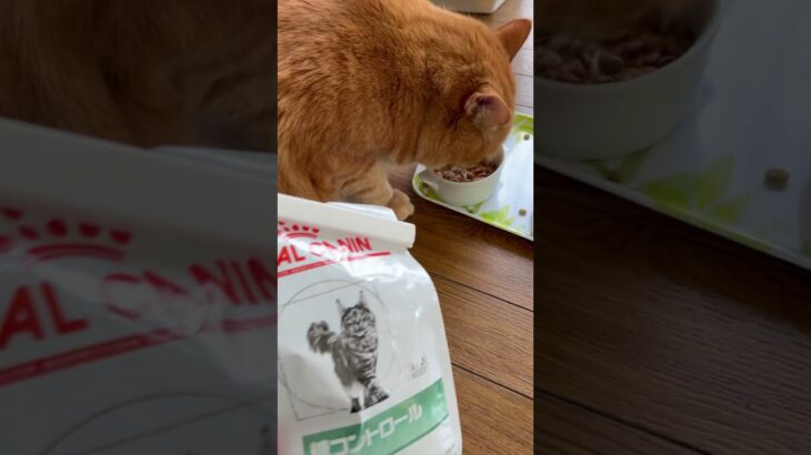 【ねこのロデム】糖尿病になったロデムに糖コントロールのご飯あげた。少し元気になったかな？#ねこのロデム #ねこのいる生活 #トカイナカで猫と暮らす #shorts