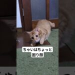 #ねこ#猫#糖尿病#茶トラ#猫のいる暮らし #猫のいる生活 #保護猫 #ねこ動画 #猫動画 #猫好き #ねこ好き