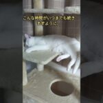 とめちゃん#糖尿病治療#糖尿ねこ#白猫#インスリン#ネコ