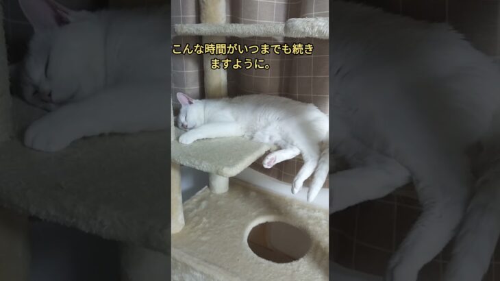 とめちゃん#糖尿病治療#糖尿ねこ#白猫#インスリン#ネコ