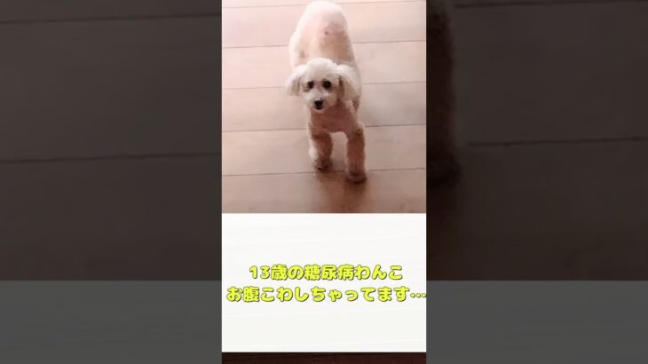 糖尿病わんこ、お腹こわして病院へ…　 #シニア犬と暮らす #トイプードル #犬のいる生活