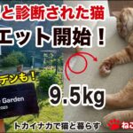 [ねこのロデム] 糖尿病と診断された猫！ダイエット開始！＆今週のガーデン