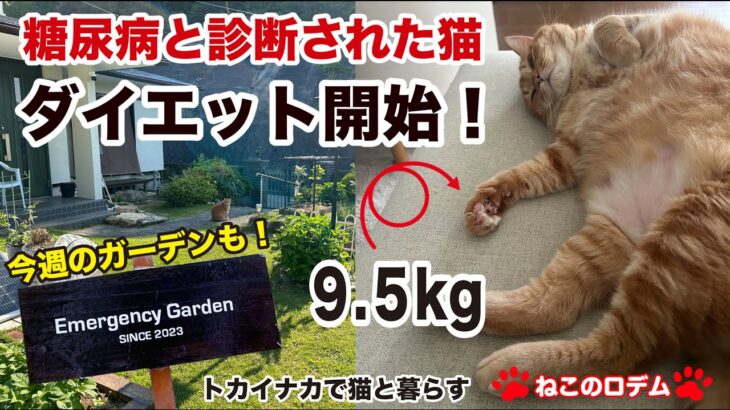 [ねこのロデム] 糖尿病と診断された猫！ダイエット開始！＆今週のガーデン