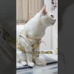 とめの日常#ねこ#ネコ#猫#糖尿病#糖尿猫#闘病 #白猫#インスリン#輸液