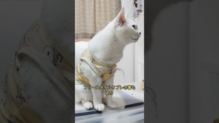 とめの日常#ねこ#ネコ#猫#糖尿病#糖尿猫#闘病 #白猫#インスリン#輸液
