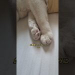 ただの昼寝#ねこ#ネコ#インスリン#フリースタイルリブレ#糖尿病#猫の糖尿病#高齢猫