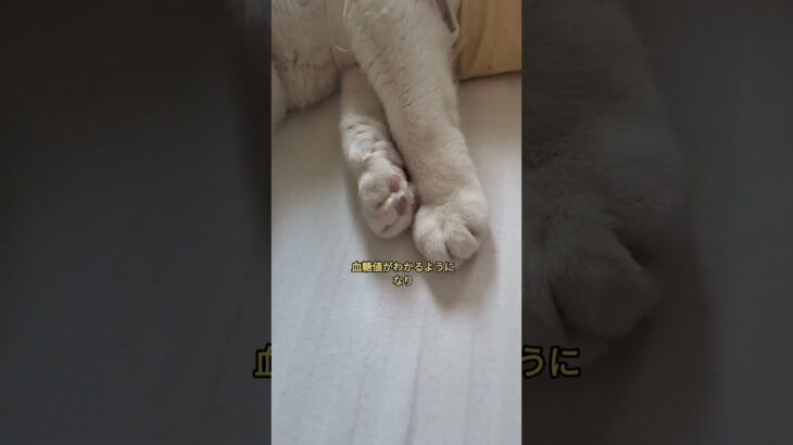 ただの昼寝#ねこ#ネコ#インスリン#フリースタイルリブレ#糖尿病#猫の糖尿病#高齢猫