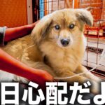 【低血糖の瞬間】糖尿病のサイン…?低血糖は突然来る！さっきまで元気だったのに検査してみると低血糖ショックの前ぶれでした…【血糖値】