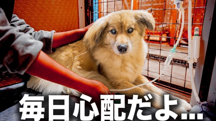 【低血糖の瞬間】糖尿病のサイン…?低血糖は突然来る！さっきまで元気だったのに検査してみると低血糖ショックの前ぶれでした…【血糖値】
