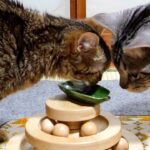 糖尿病の猫ふくまると一緒に闘うため、手作りごはん始めました