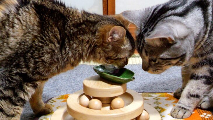 糖尿病の猫ふくまると一緒に闘うため、手作りごはん始めました