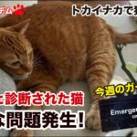 [ねこのロデム] 糖尿病と診断された猫！新たな問題発生！＆今週のガーデン