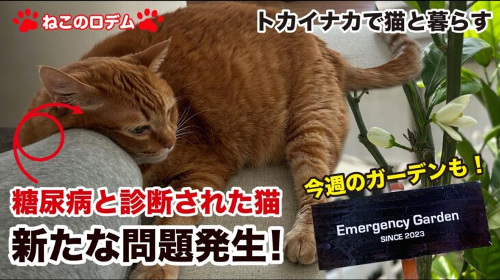 [ねこのロデム] 糖尿病と診断された猫！新たな問題発生！＆今週のガーデン