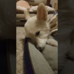 糖尿病おじいちゃん🐶パオ