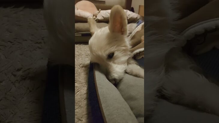 糖尿病おじいちゃん🐶パオ