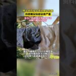 60岁大爷内衣袜子混洗感染股癣，因患糖尿病感染更严重#糖尿病 #感染 #内衣 #股藓