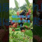 糖尿病腎臓病血管詰まりかけ心臓病老化対策肌荒れシミシワ近眼老眼肥満絶食で食べろ取り敢えず体が悪いなら、桑の実食え治る6月道の駅で販売中雨の日まとめ買い野菜ジュースオススメggrks