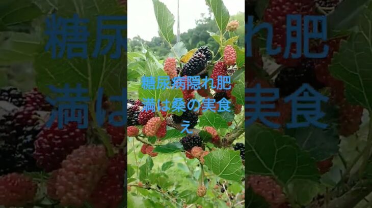 糖尿病腎臓病血管詰まりかけ心臓病老化対策肌荒れシミシワ近眼老眼肥満絶食で食べろ取り敢えず体が悪いなら、桑の実食え治る6月道の駅で販売中雨の日まとめ買い野菜ジュースオススメggrks