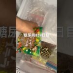 冷凍バナナカステラが締まりよくすごく美味しい糖尿病859日目 #shorts  #viral  #糖尿病  #糖尿病の品格  #糖質制限 #4毒抜き #血糖値 #バナナカステラ #バナナ