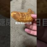 冷やしたバララカステラ食べた糖尿病861日目  #糖尿病  #糖尿病の品格  #糖質制限 #4毒抜き #血糖値 #hba1c #バナナ