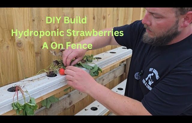 DIY hydroponic fence for growing strawberries from nft gutters
