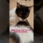 【ミニコント猫劇場・・・糖尿病猫ライフ！】【Mini Cat Skit Theater… Life with Diabetic Cats!】