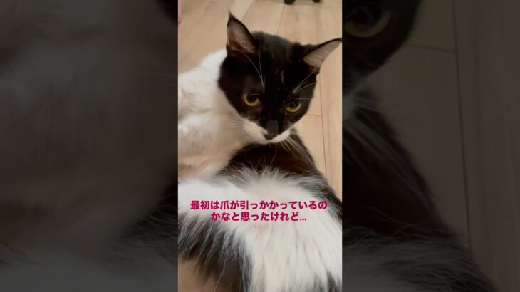 【ミニコント猫劇場・・・糖尿病猫ライフ！】【Mini Cat Skit Theater… Life with Diabetic Cats!】