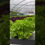 Nft sistem üzerinde marul 🥬