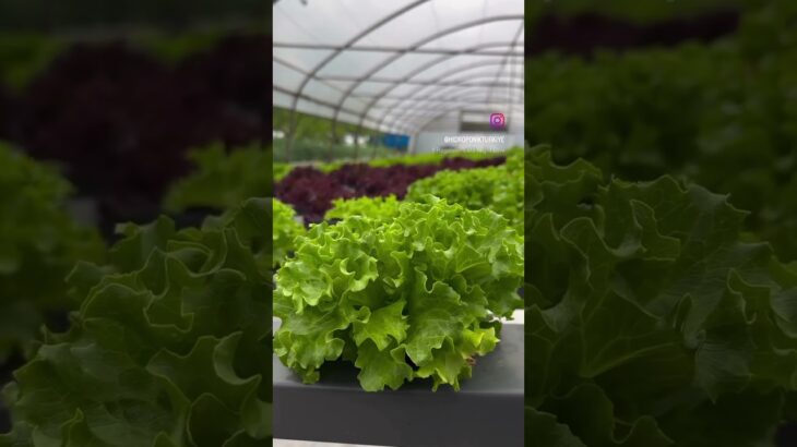 Nft sistem üzerinde marul 🥬