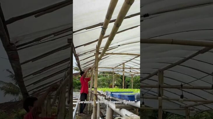 Penambahan Rak Instalasi Peremajan Hidroponik NFT #short #shorts #shortvideo #hidroponik