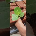 🚨RESULTADOS ESPECTACULARES EN GERMINACIÓN 🌱 HIDROPONÍA DESDE CERO 🌿