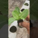 🚨SUPER AVANCES EN SISTEMA HIDROPÓNICO NFT || HIDROPÓNIA PARA PRINCIPIANTES|| 🌿☘️🌱