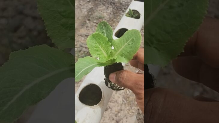 🚨SUPER AVANCES EN SISTEMA HIDROPÓNICO NFT || HIDROPÓNIA PARA PRINCIPIANTES|| 🌿☘️🌱